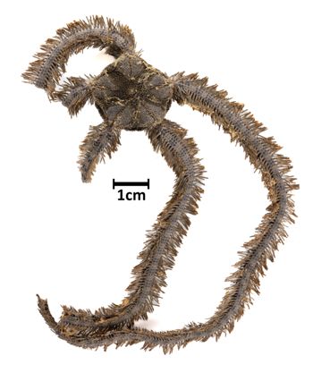 Media type: image;   Invertebrate Zoology OPH-5116 Description: Top down view of single specimen with a scale bar.;  Aspect: dorsal